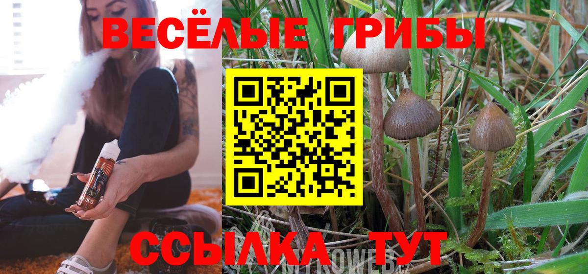 Кызыл  Галлюциногенные грибы Psilocybe  Вход с VPN 